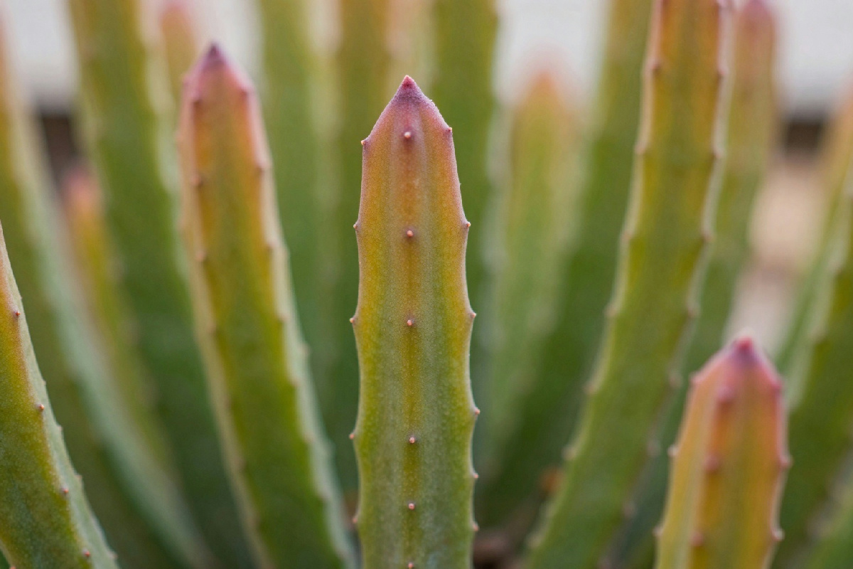 Crescita inaspettata delle succulente: perché gli steli si allungano e come rimediare