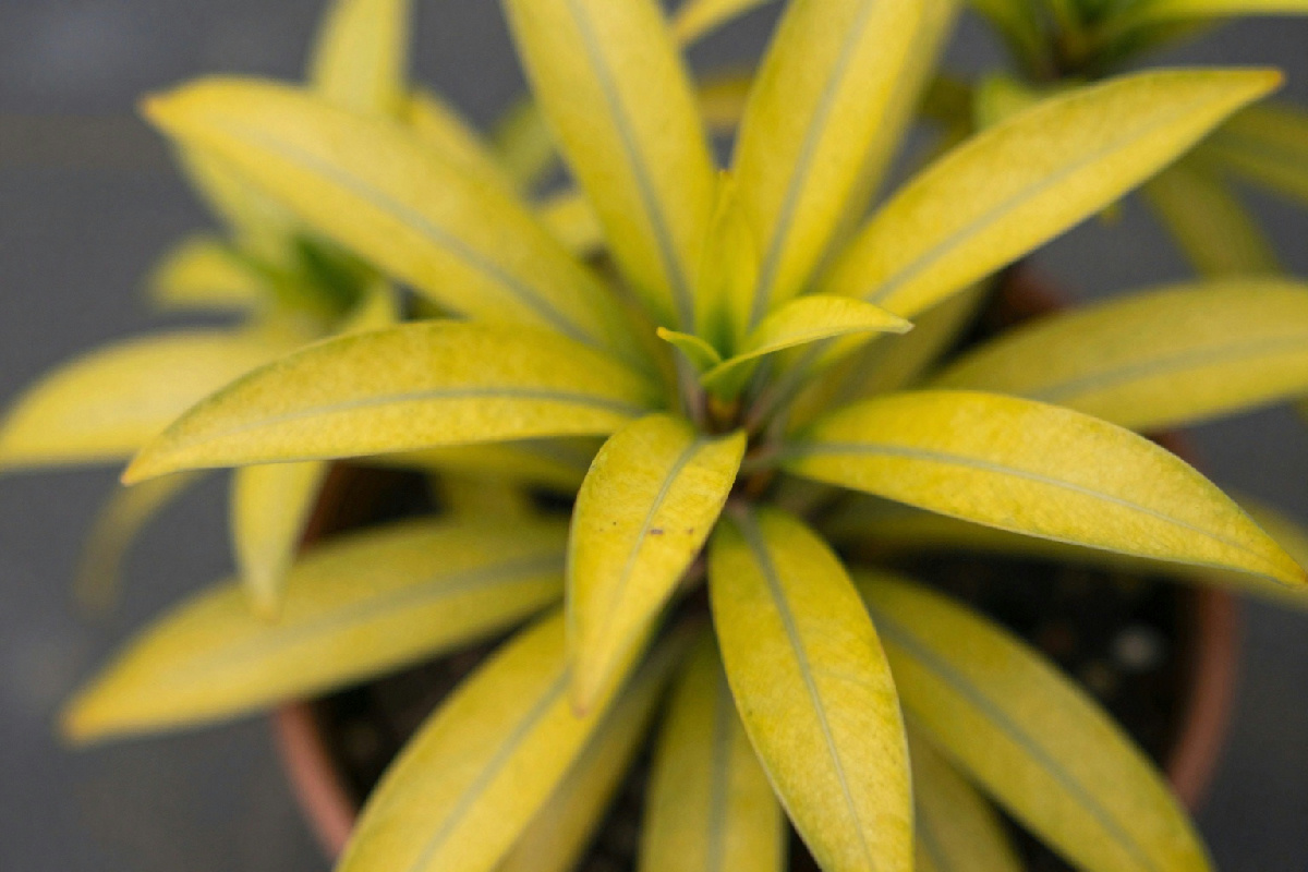 Quando le piante da appartamento diventano un problema: strategie per eliminare i cattivi odori in casa