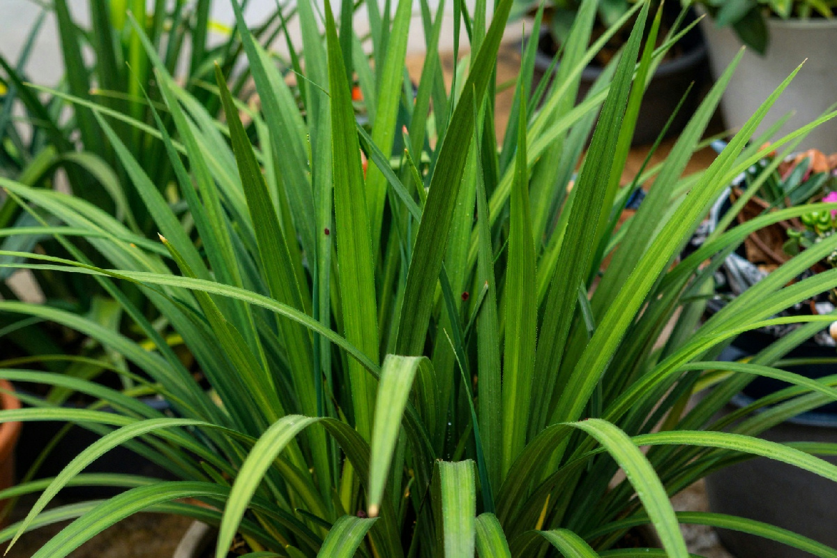 Un papiro rigoglioso anche per chi ha il pollice nero: segreti per un giardino verde e sano